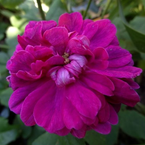 Rosa Indigo - fialová - ružová - Stromkové ruže,  kvety kvitnú v skupinkáchstromková ruža s kríkovitou tvarou koruny